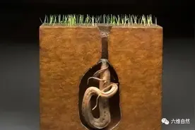 湖北有人用挖机挖出3条大黄鳝，在泥土生活？还说蛇不敢吃黄鳝？图片