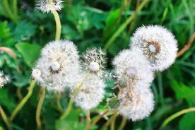 蒲公英竟能抗癌，杀死96%的癌细胞？医生告知你真相，不妨看看图片