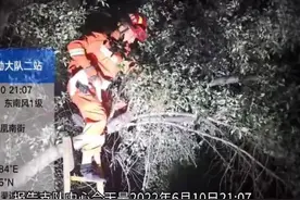 调皮小猫被困树上，银川消防暖心救援。图片