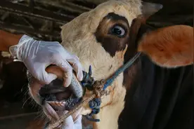 澳洲机场最强戒严，设新检测站，入境必彻查，超强传染病爆发图片