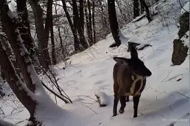 生态环境部展播生物多样性优秀案例：河南小秦岭国家级自然保护区栖息地生态修复图片