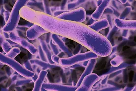 让医生又爱又恨的抗真菌药物：两性霉素B图片