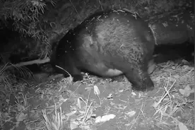 云南哀牢山出现黑熊，肚子鼓得像圆球，疑似怀孕，在山里疯狂觅食图片