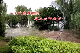 湖南湘江：江边大群鱼忽然乱跳，数斤一条，有鱼跳上岸被捡走图片