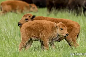 新生犊牛喘频繁出现的原因是什么？症状以及治疗方法是什么？图片