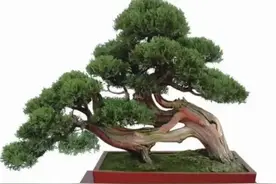 制作卧干式盆景，一定要明白这4点，省时省力图片