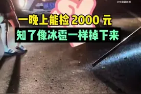 【树上掉知了一晚上能捡2000元】图片