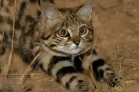 黑足猫为何被全世界禁养，颜值再高也不行？了解后你还敢养吗？图片