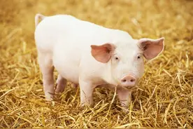 经验分享丨外购756头仔猪，总结出来的疾病防控经验图片