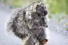 身上带着2万根箭，豪猪怎么交尾？小豪猪出生时不会扎伤母亲吗？图片