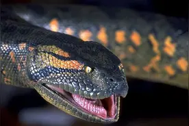 深潭巨蟒13:原来你是这样大的巨蟒图片