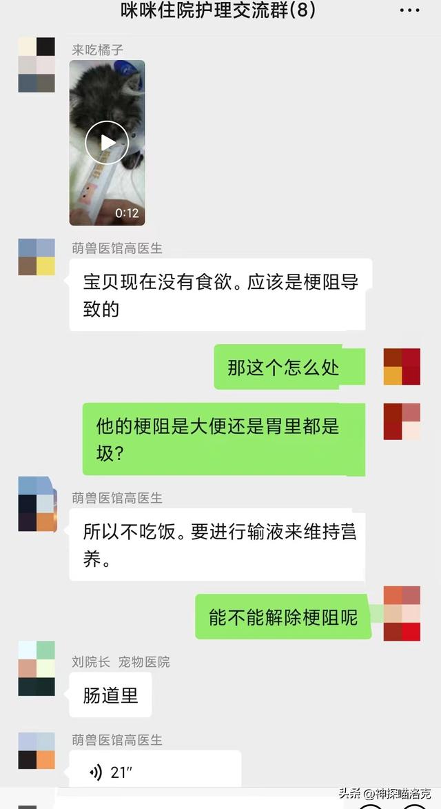 在宠物医院花了1200元说没救了，到了救助站几毛钱就治好了！