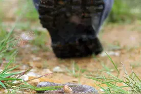 气温升高，小心“蛇出没”图片