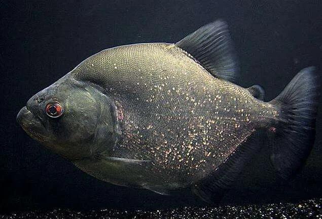 食人鱼有多恐怖，食人鱼真的会攻击人类吗？我们该如何自救呢？