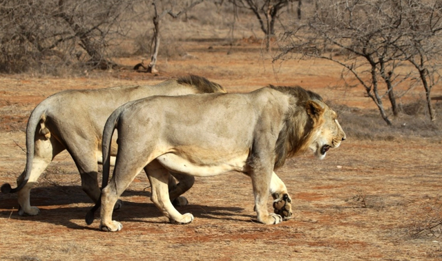 世界上最大的狮子是多大(史上最大的猫科动物) - 绿巢号