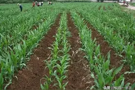 等行与宽窄行种植玉米，哪种方式更利于高产图片