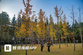 不仅长寿，还“男女有别”！银杏的小秘密，你知道吗？图片