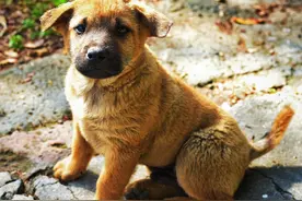 这5种狗真的“超难养”，再喜欢都不建议带回家图片