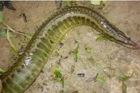 刀鳅消失、河虾消失，泥鳅黄鳝等淡水鱼都面临局部灭绝风险图片