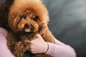 不管多有钱，这6种狗不建议养，敢养的是“大神”图片