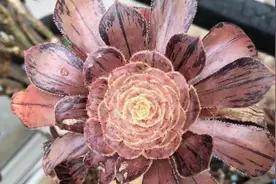 多肉法师的叶子干枯脱落，什么原因？如何解决图片