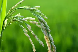 病虫情报（第七期）稻纵卷叶螟防治情报图片