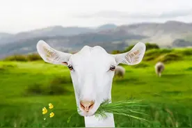 羊奶粉的好处和功效（一）图片