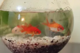 涨知识了！空调流出来的水太“值钱”了，好多人都不知道有啥用图片