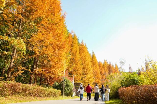 双龙生态公园：30余种彩叶植物，让“层林尽染”具象化
