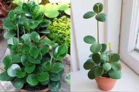 叶子肥厚的圆叶椒草，适当控水后，“植物杀手”都能养好它图片