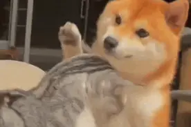 【沙雕狗狗动态表情包】图片