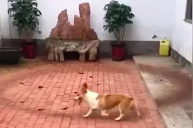 柯基犬疑遭遗弃后不停转圈，地面被磨出深深印记，医生：刻板行为，患有抑郁症图片