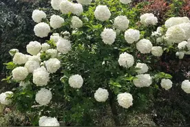 裸根花木移栽“很难活”是因为你“忽略”了3个关键点图片