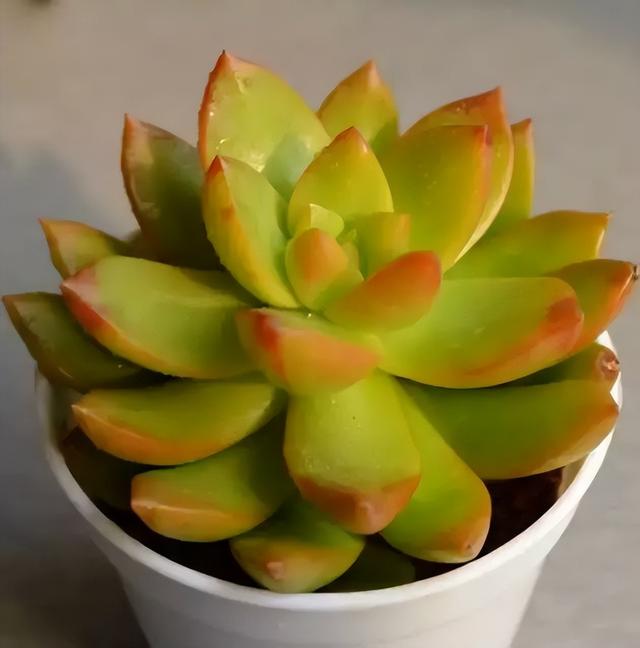 270种常见多肉图谱，一分钟认全！