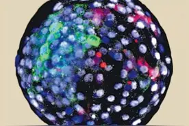 人与猴有生殖隔离，科学家却突发奇想，造出人猴“杂交”胚胎图片