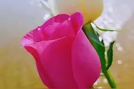 想念一个人，忍着不联系，无非就是这3件事图片