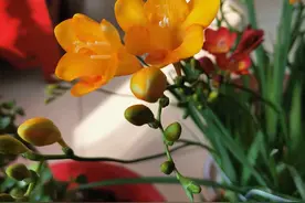 我从山中来，带着兰花草，种在小院中，期待花开早。图片