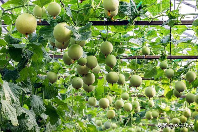 蔬菜生病只会喷农药？用这水浇一浇，蔬菜病害少，叶片油绿长势旺