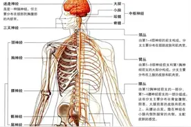 认识人体（六）（神经系统）图片