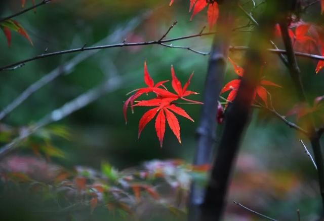 南明区：初冬时节好风景