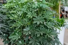 鸭掌木的养殖方法和注意事项，5个方面入手，枝繁叶茂轻松养图片