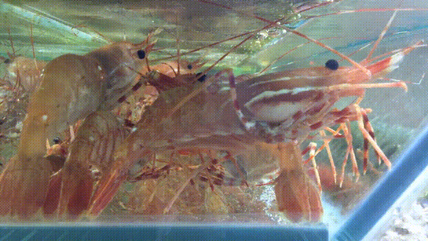 什么海鲜胶原蛋白最多 2025年海鲜含有胶原蛋白吗