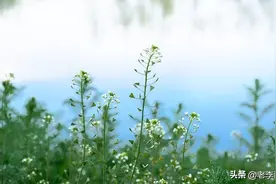 田间地头常见的荠菜，食用价值极高！你吃过吗？图片