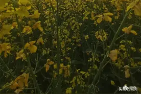 一个享誉世界的唐河籍诗人，故居何其寒酸图片