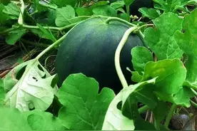 盘点小时候做过的糗事（一）图片