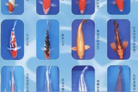 「鱼类百科」 锦鲤的品种图解及品相辨识要点图片