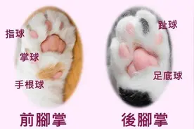 萌科普：10个关于猫爪子的冷知识图片