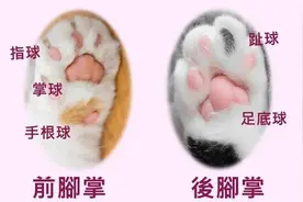 萌科普：10个关于猫爪子的冷知识图片