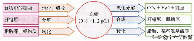 高中生物重要生化知识图解记忆（建议收藏）