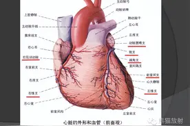 冠状动脉系统解剖、CTA解剖，建议收藏图片